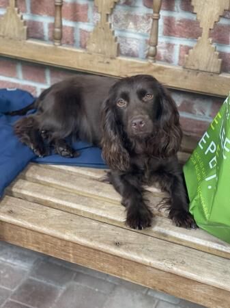 KC registered working cocker spaniels READY NOW! for sale in Mortimer, Berkshire - Image 3