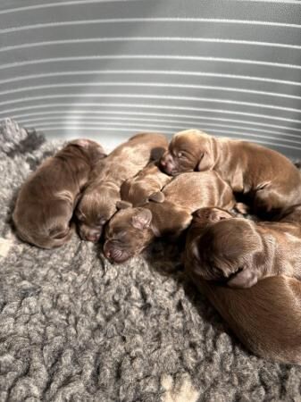 KC registered working cocker spaniels READY NOW! for sale in Mortimer, Berkshire - Image 5
