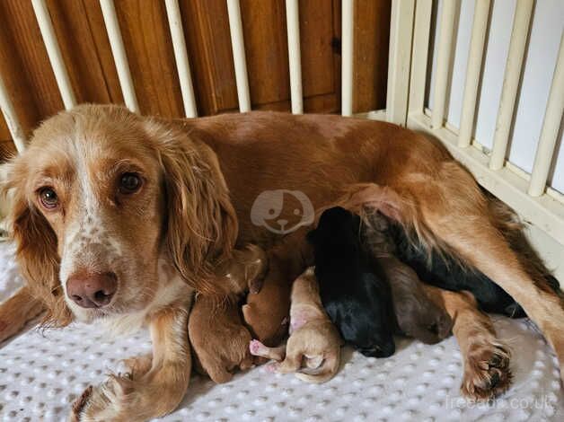 KC Registered Working Type Cocker Spaniel for sale in Swansea