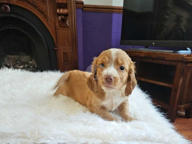 KC Registered Working Type Cocker Spaniel for sale in Swansea - Image 2