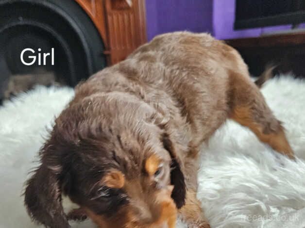 KC Registered Working Type Cocker Spaniel for sale in Swansea - Image 3