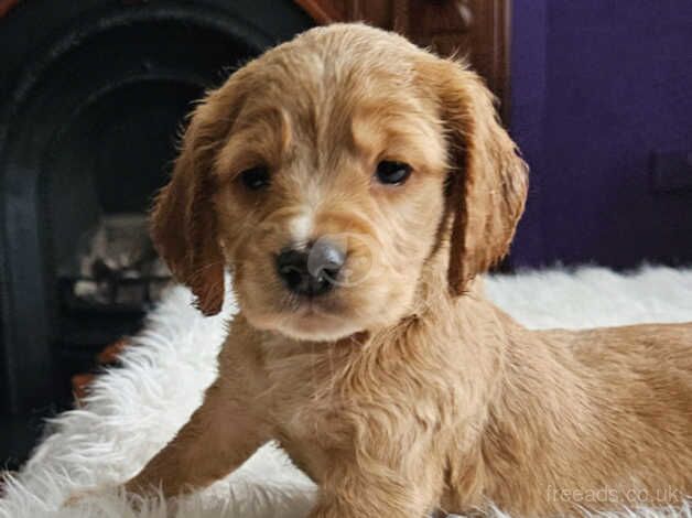 KC Registered Working Type Cocker Spaniel for sale in Swansea - Image 4