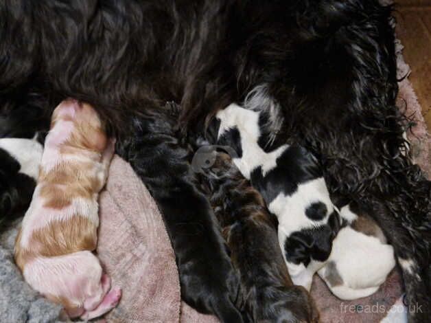 KC Show Cocker spaniel for sale in Brackley, Northamptonshire - Image 1