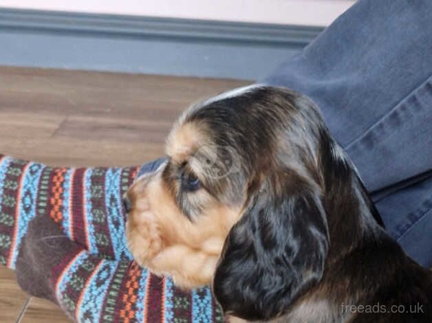 Cocker Spaniels for sale in Brackley, Northamptonshire