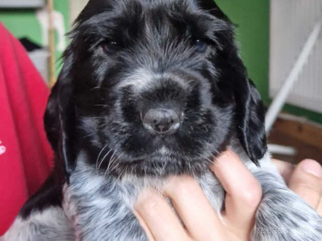 Cocker Spaniel Puppies for sale in Northamptonshire