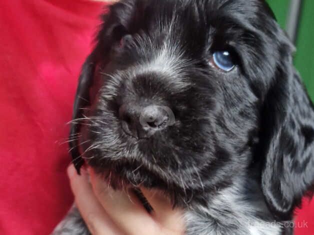 Cocker Spaniel Puppies for sale