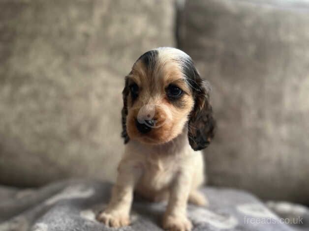 Kc show cocker spaniels for sale in Swanley, Kent - Image 1