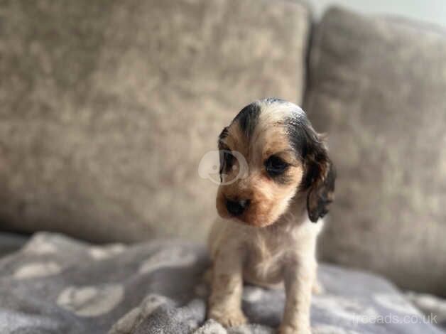 Kc show cocker spaniels for sale in Swanley, Kent - Image 2