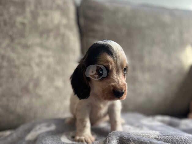 Kc show cocker spaniels for sale in Swanley, Kent - Image 4