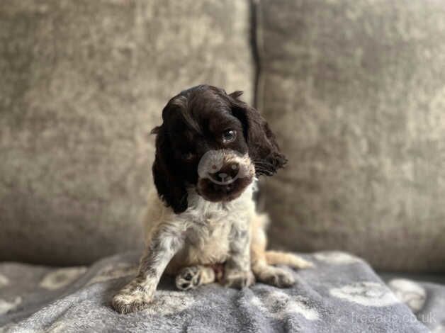 Kc show cocker spaniels for sale in Swanley, Kent - Image 5