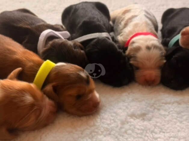 Kc top breed show type spaniels for sale in Sevenoaks, Kent - Image 1