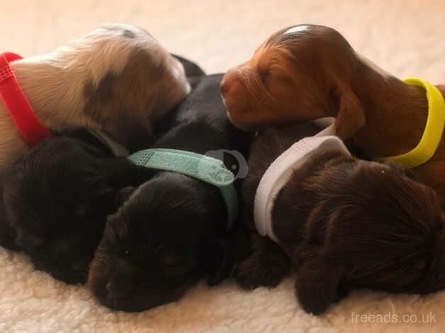 Kc top breed show type spaniels for sale in Sevenoaks, Kent - Image 5