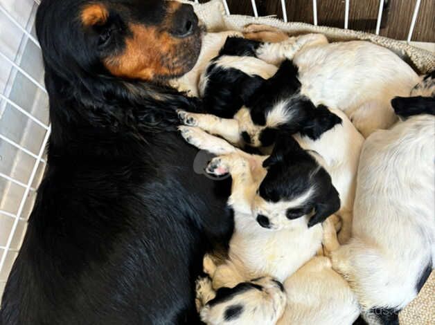 ! KC WORKING COCKER PUPS ! for sale in Aldershot, Hampshire - Image 1