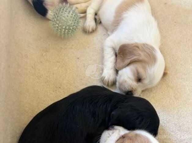 ! KC WORKING COCKER PUPS ! for sale in Aldershot, Hampshire - Image 3