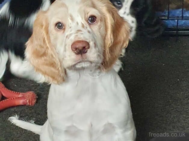 Kc Working Cocker Spaniels for sale in Strathaven, South Lanarkshire