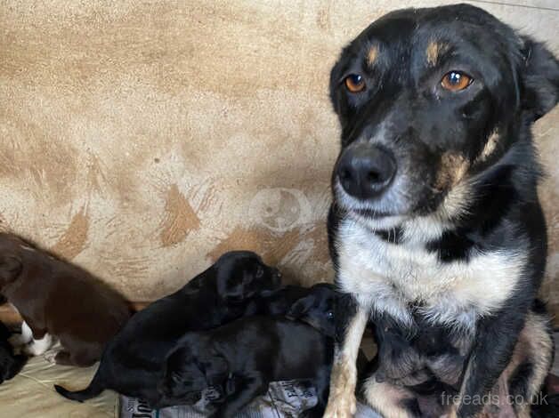 Kelpie x cocker spaniel puppies for sale in Yeovil, Somerset - Image 1