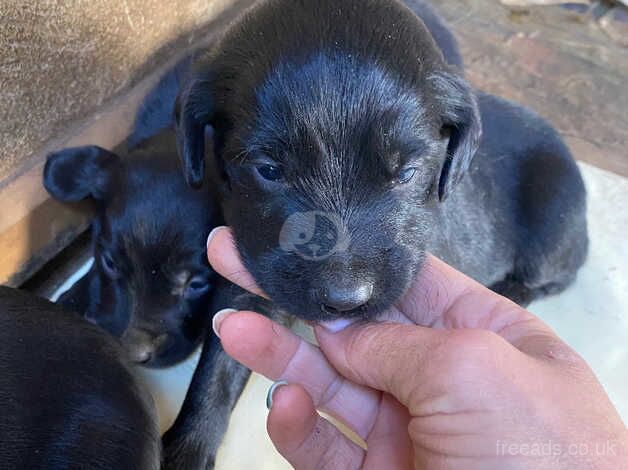 Kelpie x cocker spaniel puppies for sale in Yeovil, Somerset - Image 2