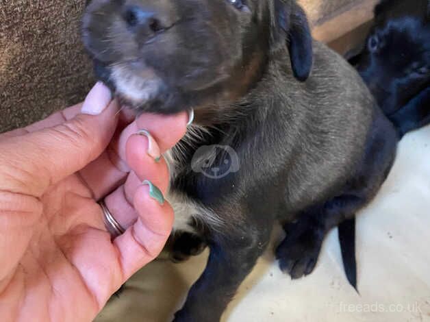 Kelpie x cocker spaniel puppies for sale in Yeovil, Somerset - Image 3