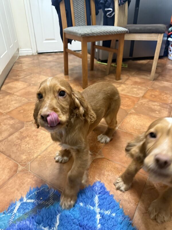 Kennel Club Registered Show Cocker Pups for sale in Leyburn, North Yorkshire