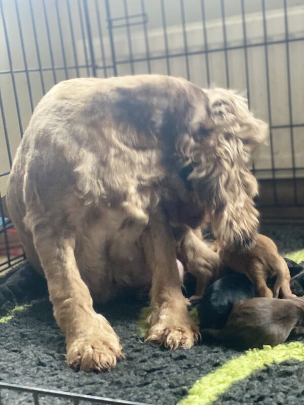 Kennel Club Registered Show Cocker Pups for sale in Leyburn, North Yorkshire - Image 2