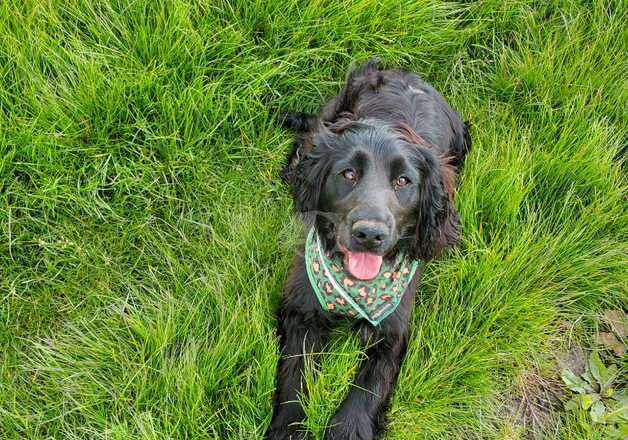 Cocker Spaniel Puppies For Sale