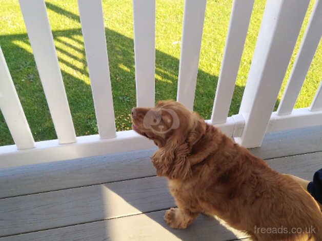 Lady a 5 year old cocker spaniel for sale in Cambridge, Scottish Borders