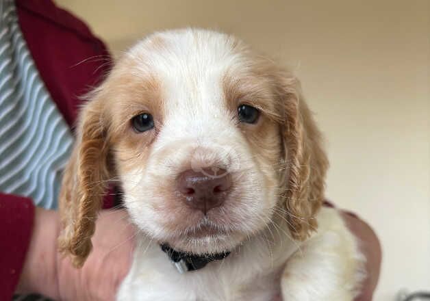 LAST COCKER PUP REDUCED £350 for sale in Durham, County Durham