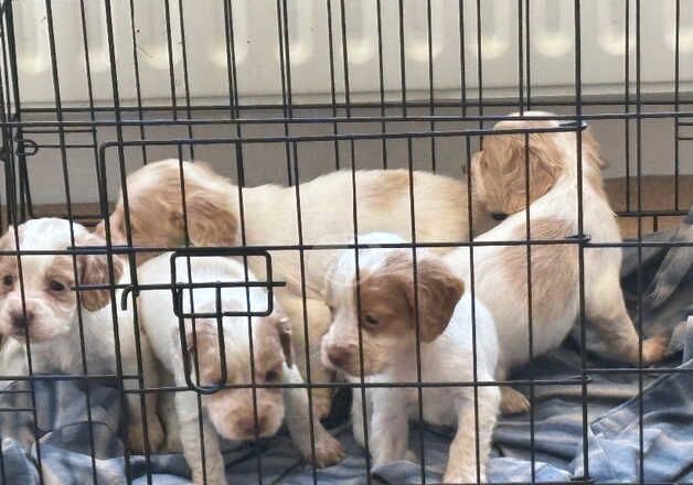 Cocker Spaniel Puppies for sale in County Durham