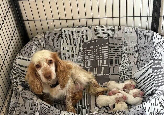 Cocker Spaniel Puppies for sale