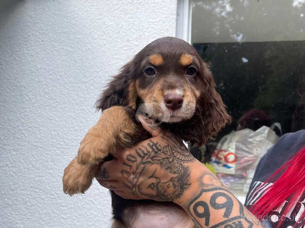 LAST COCKER PUPPY for sale in Montgomery, Powys - Image 1