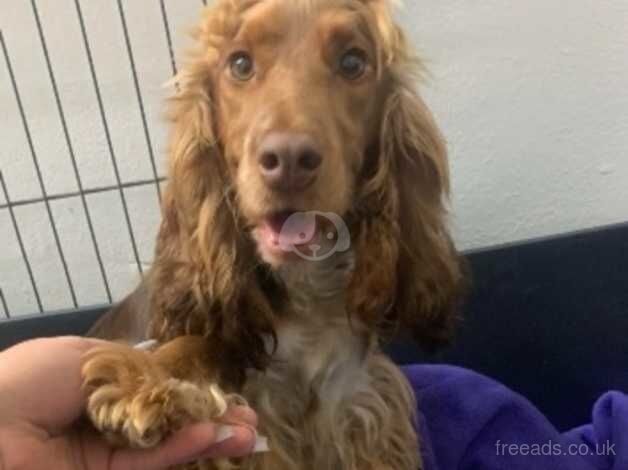 LAST COCKER PUPPY for sale in Montgomery, Powys - Image 2