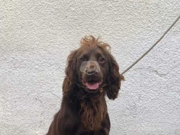 LAST COCKER PUPPY for sale in Montgomery, Powys - Image 3