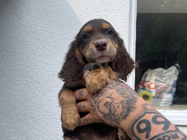 LAST COCKER PUPPY for sale in Montgomery, Powys - Image 4