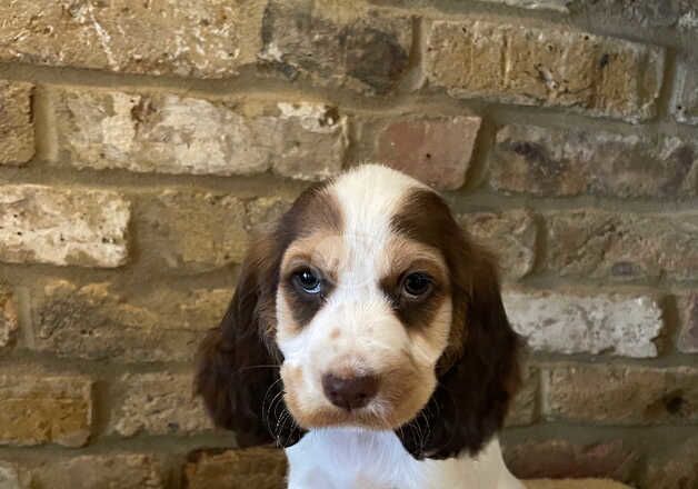 *Last Girl Available Ready Now* white & brown in colour for sale in Maidstone, Kent