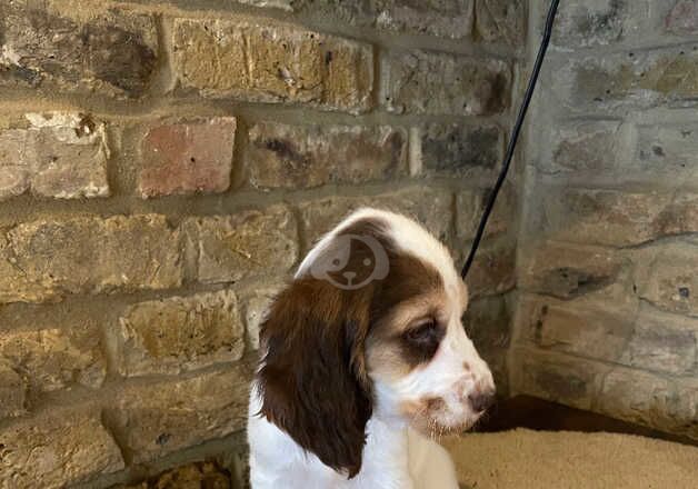 *Last Girl Available Ready Now* white & brown in colour for sale in Maidstone, Kent - Image 2