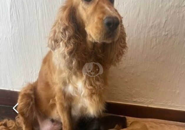 Cocker Spaniel Puppies for sale in Kent