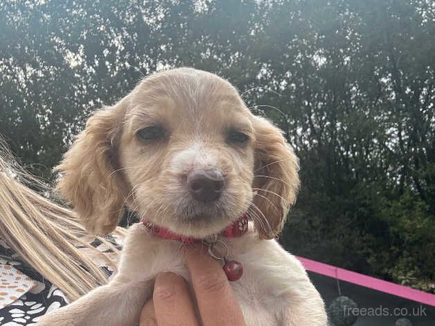 !!LAST GIRL LEFT!! 6 beautiful cocker spaniel pups for sale in Accrington, Lancashire