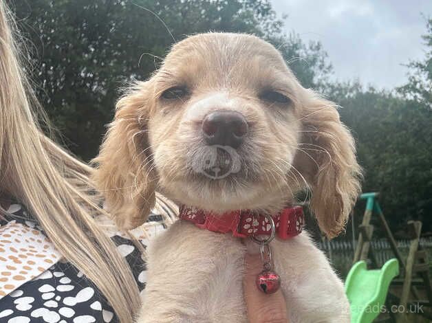 !!LAST GIRL LEFT!! 6 beautiful cocker spaniel pups for sale in Accrington, Lancashire - Image 2