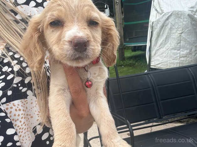 !!LAST GIRL LEFT!! 6 beautiful cocker spaniel pups for sale in Accrington, Lancashire - Image 3