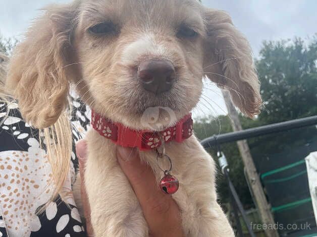 !!LAST GIRL LEFT!! 6 beautiful cocker spaniel pups for sale in Accrington, Lancashire - Image 4