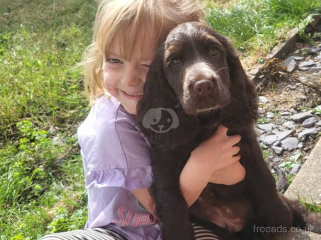 Last little boy left adorable Cocker Spaniel puppy for sale in Norwich, Norfolk