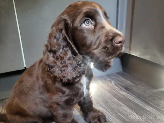 Last little boy left adorable Cocker Spaniel puppy for sale in Norwich, Norfolk - Image 2