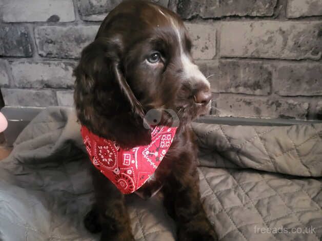 Last little boy left adorable Cocker Spaniel puppy for sale in Norwich, Norfolk - Image 3