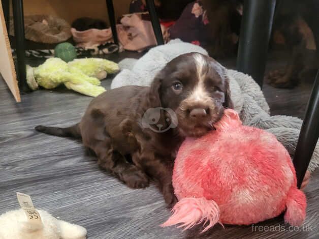 Last little boy left adorable Cocker Spaniel puppy for sale in Norwich, Norfolk - Image 4