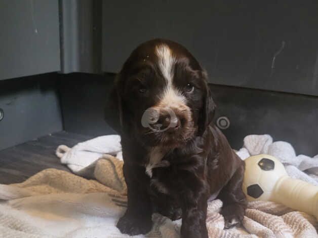 Last little boy left adorable Cocker Spaniel puppy for sale in Norwich, Norfolk - Image 5