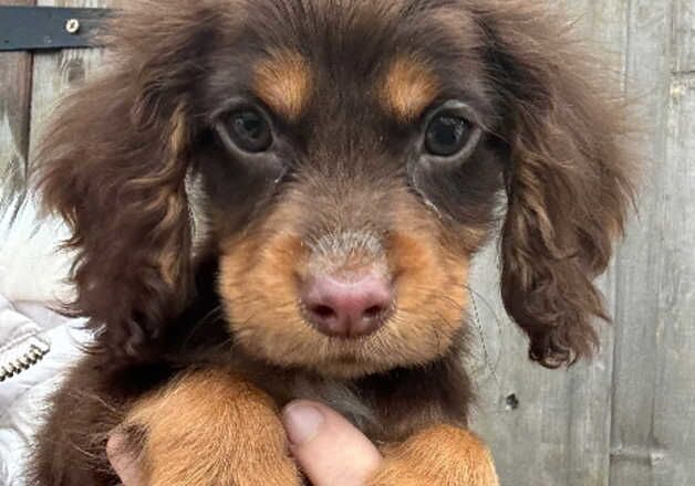 LAST ONE LEFT Beautiful chocolate tan and white cocker spaniel puppies for sale in Wisbech, Cambridgeshire