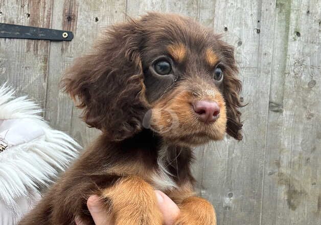 Cocker Spaniels for sale in Wisbech, Cambridgeshire