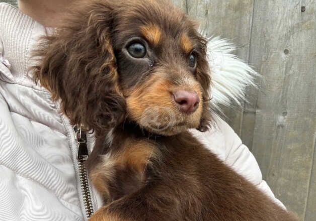 Cocker Spaniel Puppies for sale in Cambridgeshire