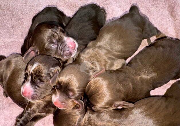 LAST ONE LEFT Beautiful chocolate tan and white cocker spaniel puppies for sale in Wisbech, Cambridgeshire - Image 4