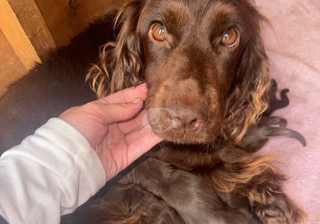 LAST ONE LEFT Beautiful chocolate tan and white cocker spaniel puppies for sale in Wisbech, Cambridgeshire - Image 5